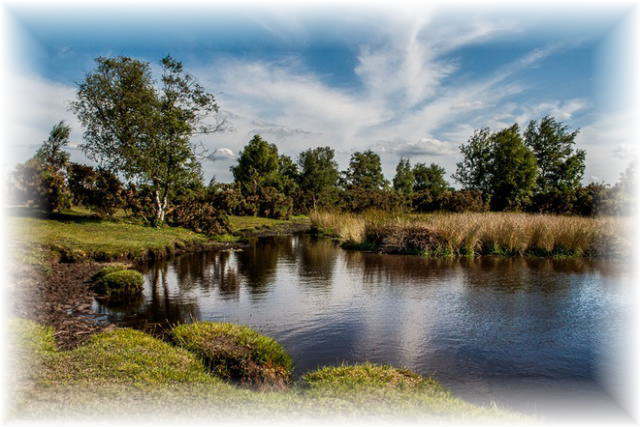 Cadnam Common