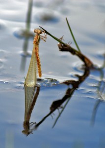 Freshly Emerged Large Red Damselfly