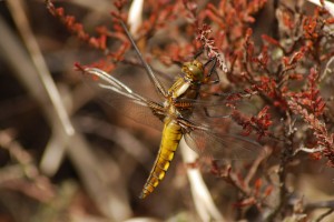 Teneral Male Broad Bodied Chaser