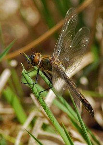 Freshly Emerged Downy Emerald