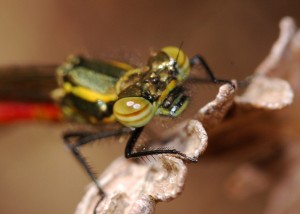 Large Red Damselfly Close Up