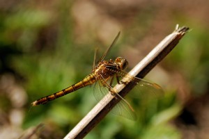 Keeled Skimmer