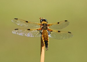 Broad-bodied Chaser