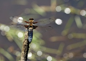 Male Broad-bodied Chaser