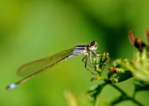 Immature Female Blue-tailed Damselfly 