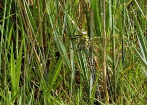 Fresh Emperor Dragonfly