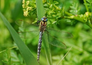 Male Hairy Dragonfly (Brachytron pratense)