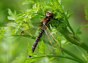 Female Hairy Dragonfly (Brachytron pratense)