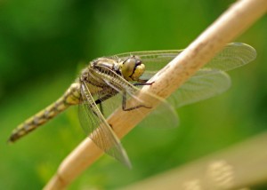 Freshly Emerged Hairy Dragonfly (Brachytron pratense)