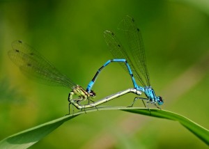 Azure Damselfly Mating Wheel