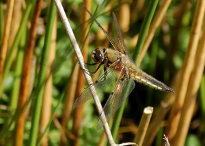 Four-spotted Chaser