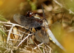 Male Broad-bodied Chaser