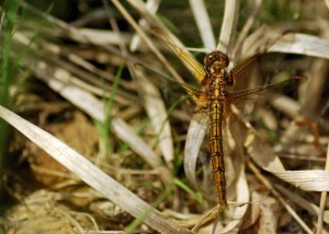 Female Keeled Skimmer