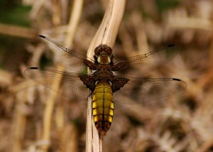 Female Broad-bodied Chaser