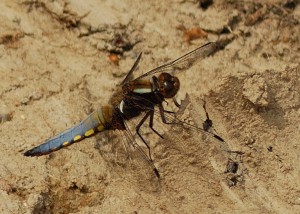 Male Broad-bodied Chaser