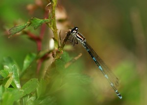 Southern Damselfly