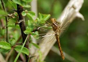 Teneral Female Keeled Skimmer