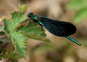 Male Beautiful Demoiselle