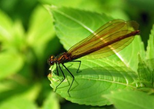 Female Banded Demoiselle