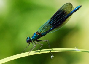 Male Banded Demoiselle