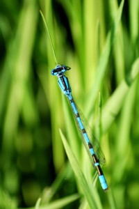 Common Blue Damselfly