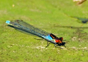 Large Red-eyed Damselfly