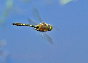 Downy Emerald In Flight