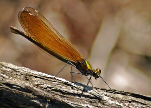 Female Beautiful Demoiselle