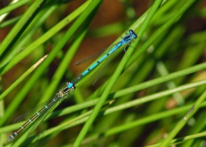 Mating Pair of Azure Damselflies