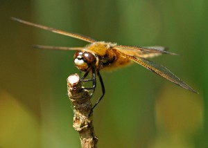 Four-spotted Chaser