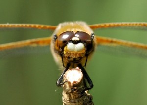 Four-spotted Chaser Close-up