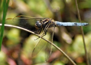 Male Keeled Skimmer