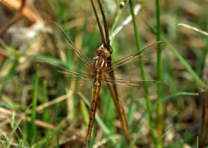 Female Keeled Skimmer