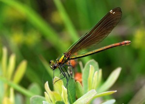 Female Beautiful Demoiselle