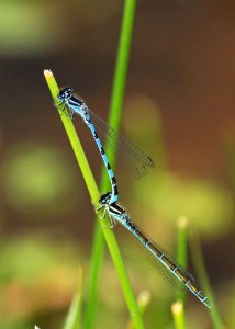 Mating Pair of Southern Damselflies