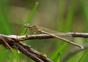 Teneral White-legged Damselfly