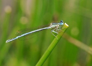 White-legged Damselfly