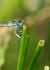 White-legged Damselfly