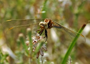 Teneral Male Keeled Skimmer