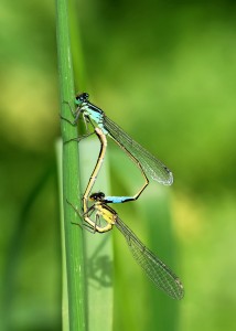 Mating Pair of Azure Damselflies