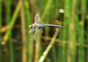 Male Emperor In Flight