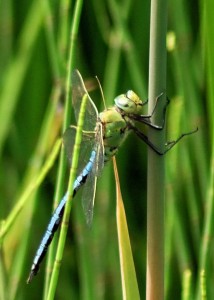 Male Emperor At Rest