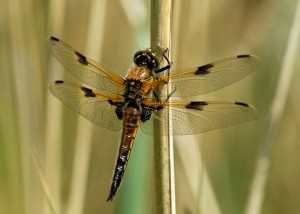 Fresh Four-spotted Chaser