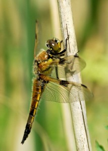 Fresh Four-spotted Chaser