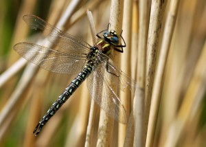 Male Hairy Dragonfly