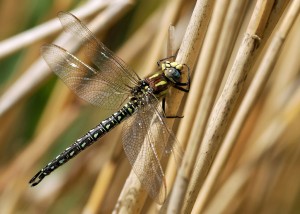 Male Hairy Dragonfly