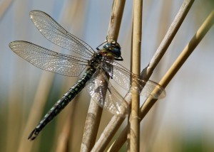 Male Hairy Dragonfly