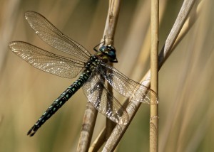 Male Hairy Dragonfly