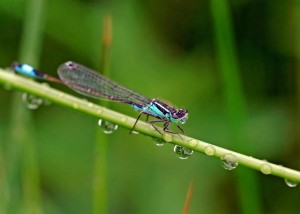 Blue-tailed Damselfly