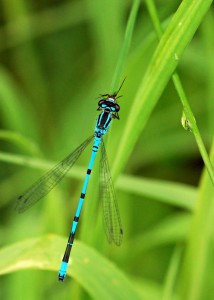 Azure Damselfly Feeding